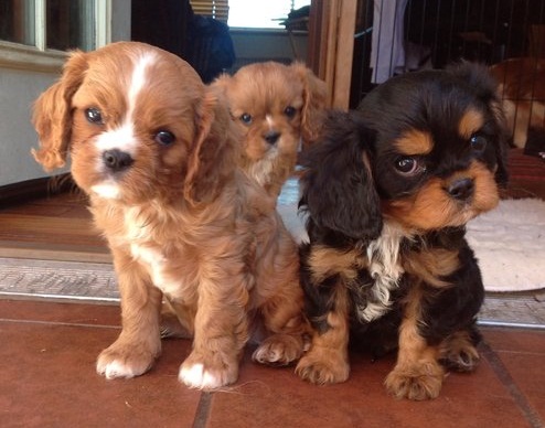 Cute Reserved Cavalier King charles Pups Cute Reserved Cavalier King charles Pups - Singapore Pets | Sg Pets